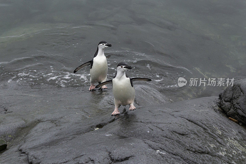 南极企鹅(Pygoscelis antarctic) -南极洲